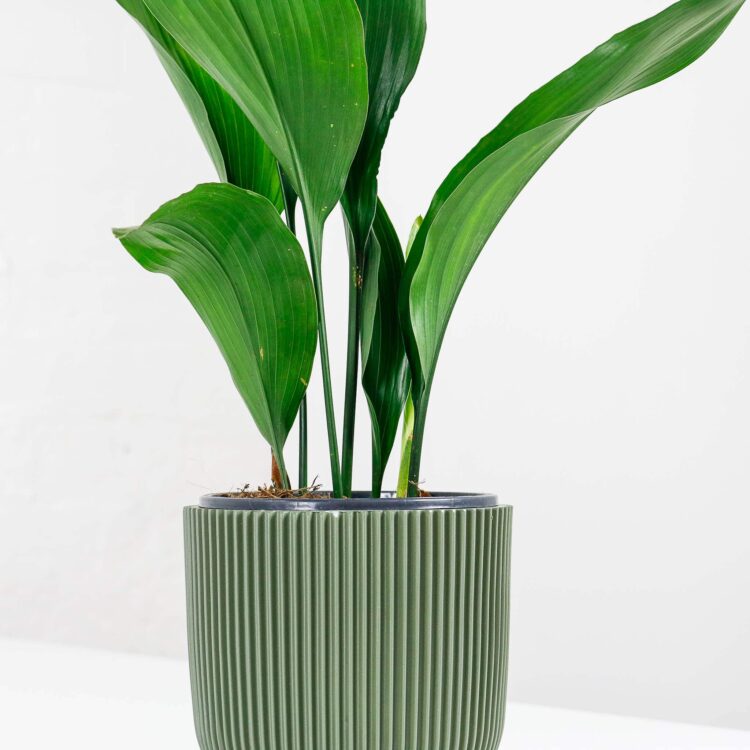 aspidistra