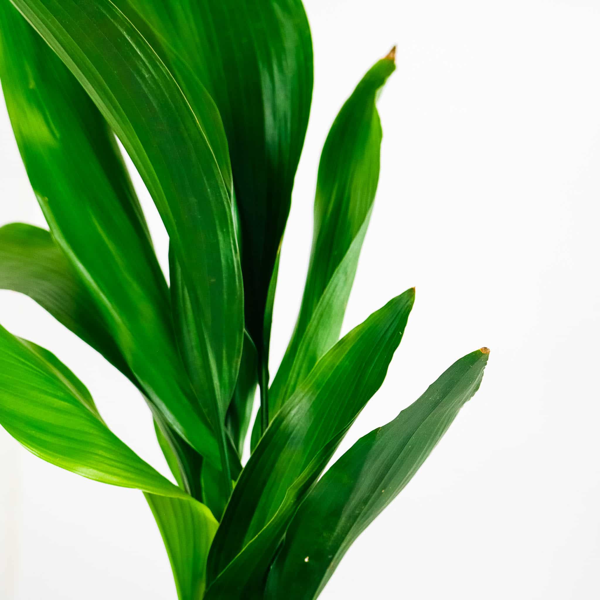 aspidistra and pot