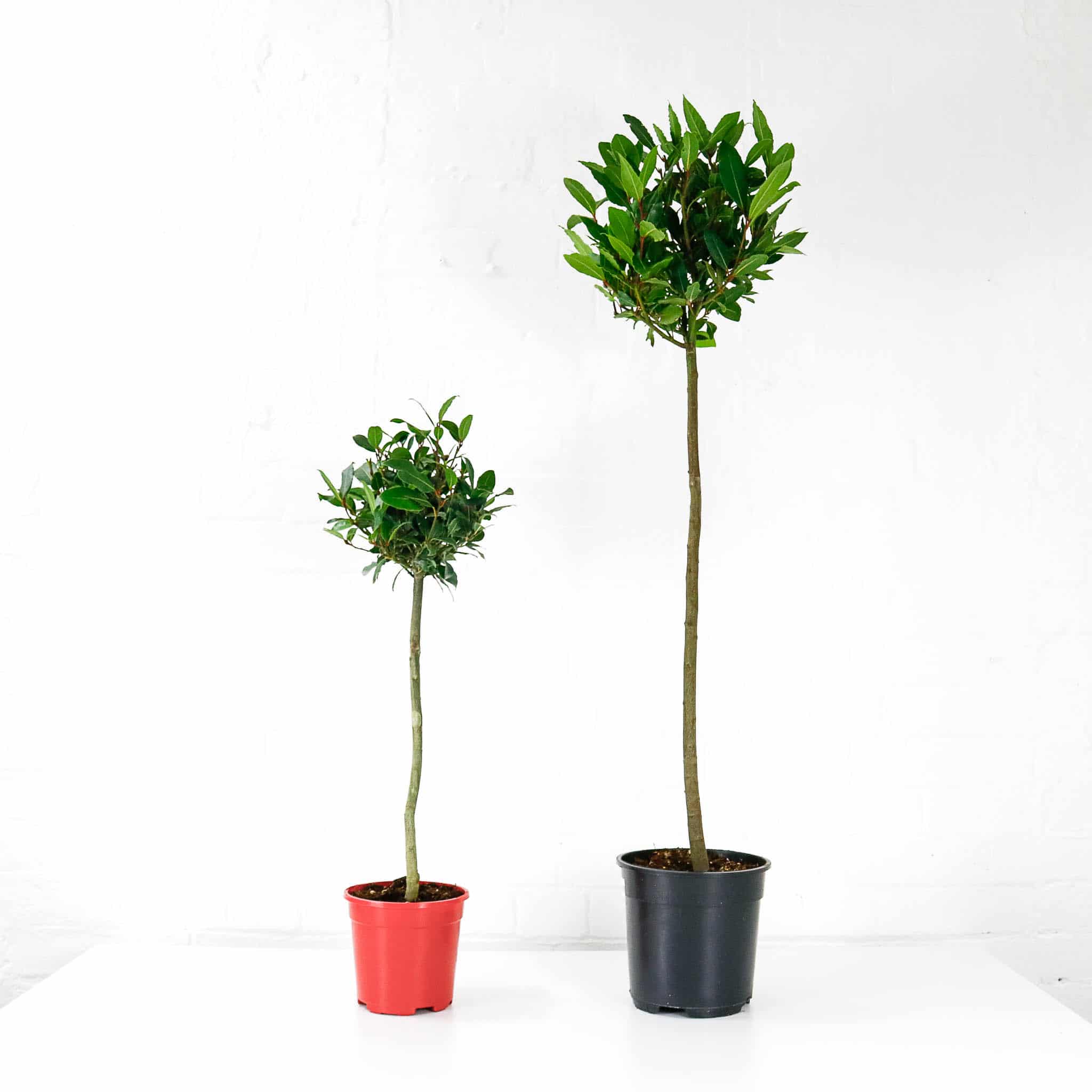 bay laurel tree laurus nobilis bay laurel tree laurus nobilis