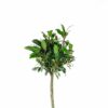 bay laurel tree laurus nobilis bay laurel tree laurus nobilis