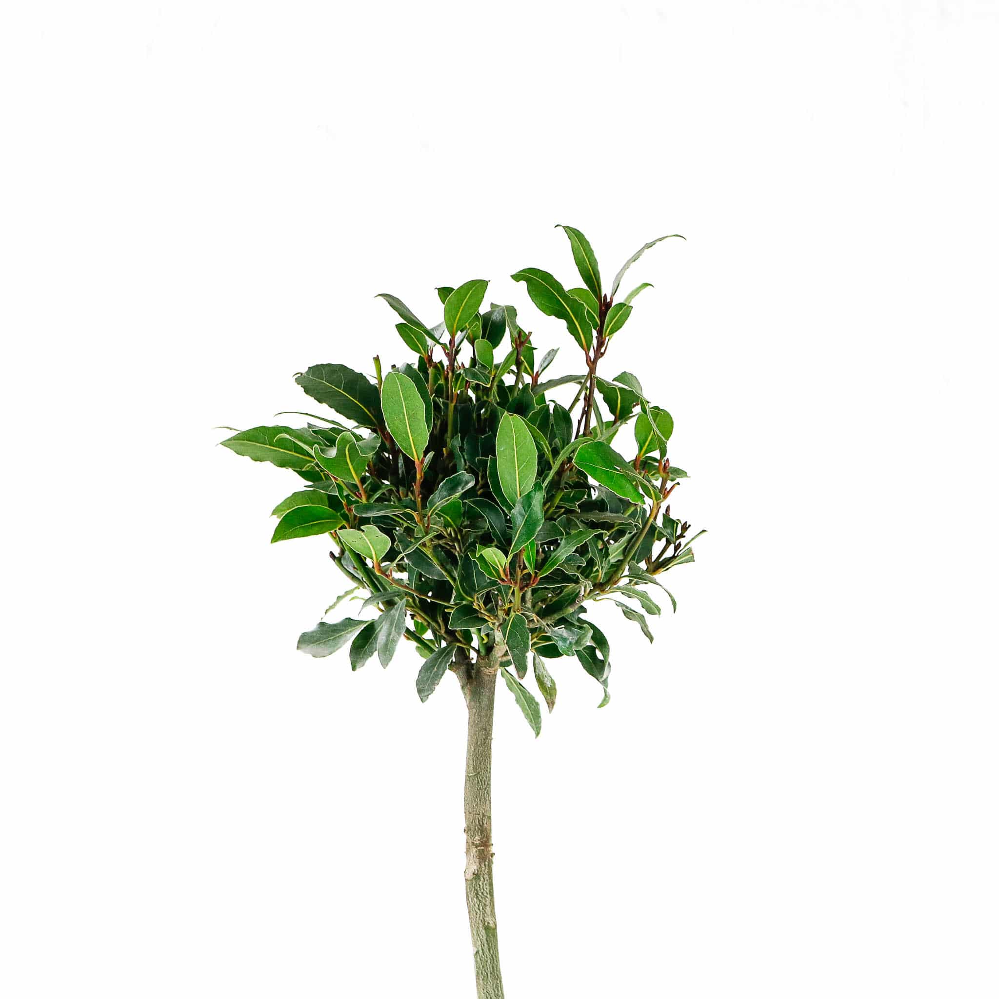 bay laurel tree laurus nobilis bay laurel tree laurus nobilis