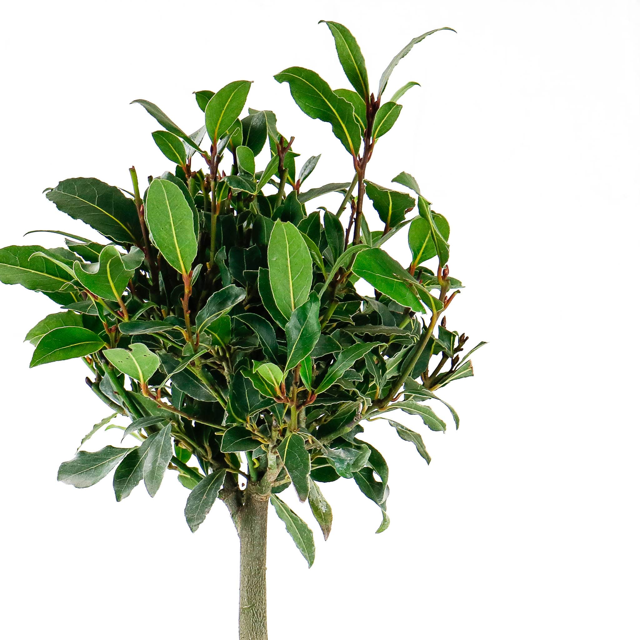 bay laurel tree laurus nobilis bay laurel tree laurus nobilis