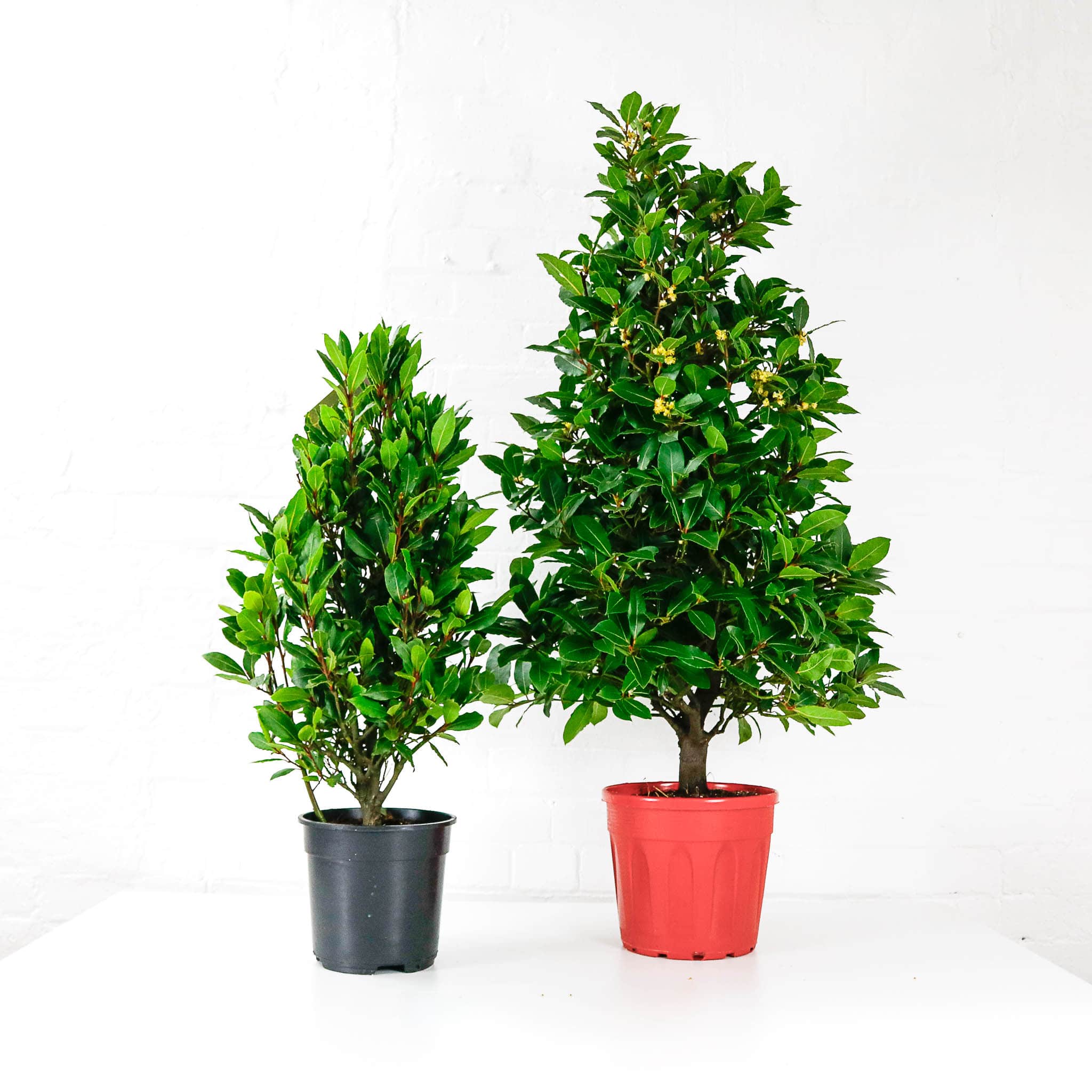 bay laurel tree pyramid-5