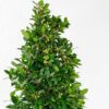 bay laurel tree pyramid-7