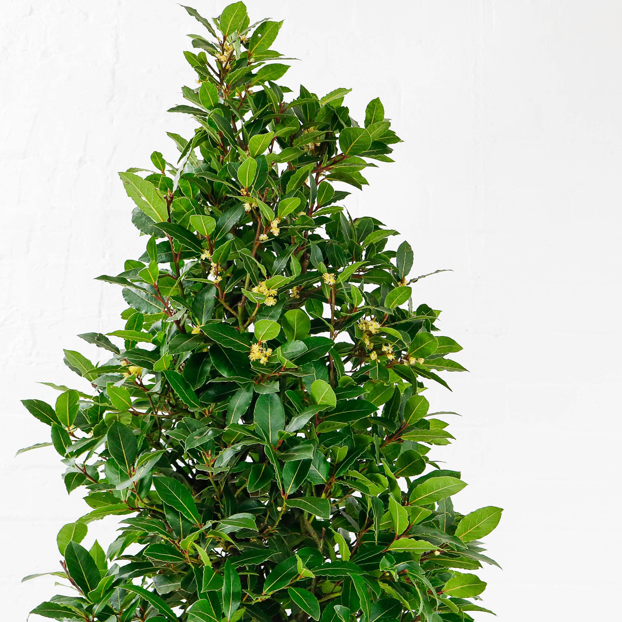 bay laurel tree pyramid-7
