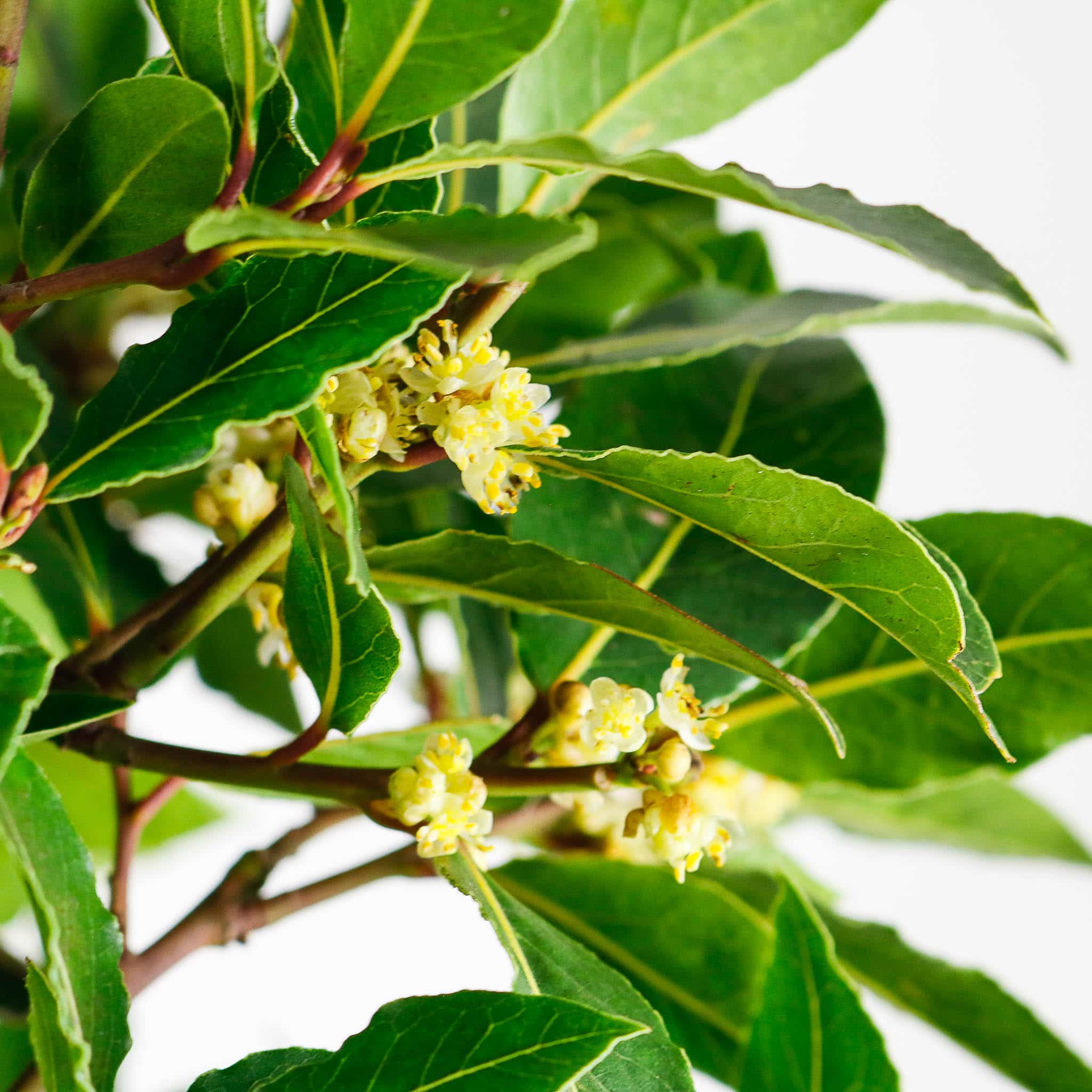 bay laurel tree pyramid laurus nobilis bay laurel tree pyramid laurus nobilis