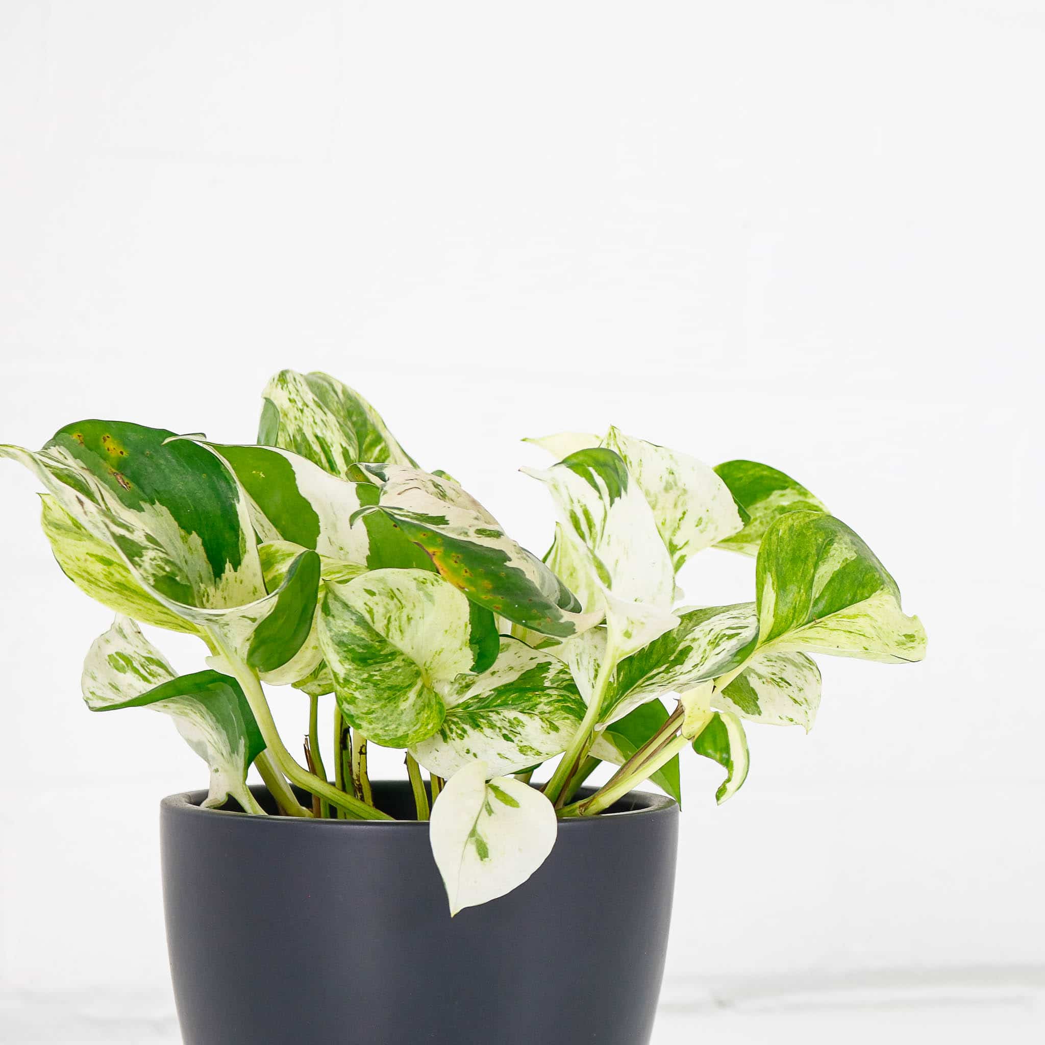 Best Cheap House Plants to Buy Online Indoor Plants UK