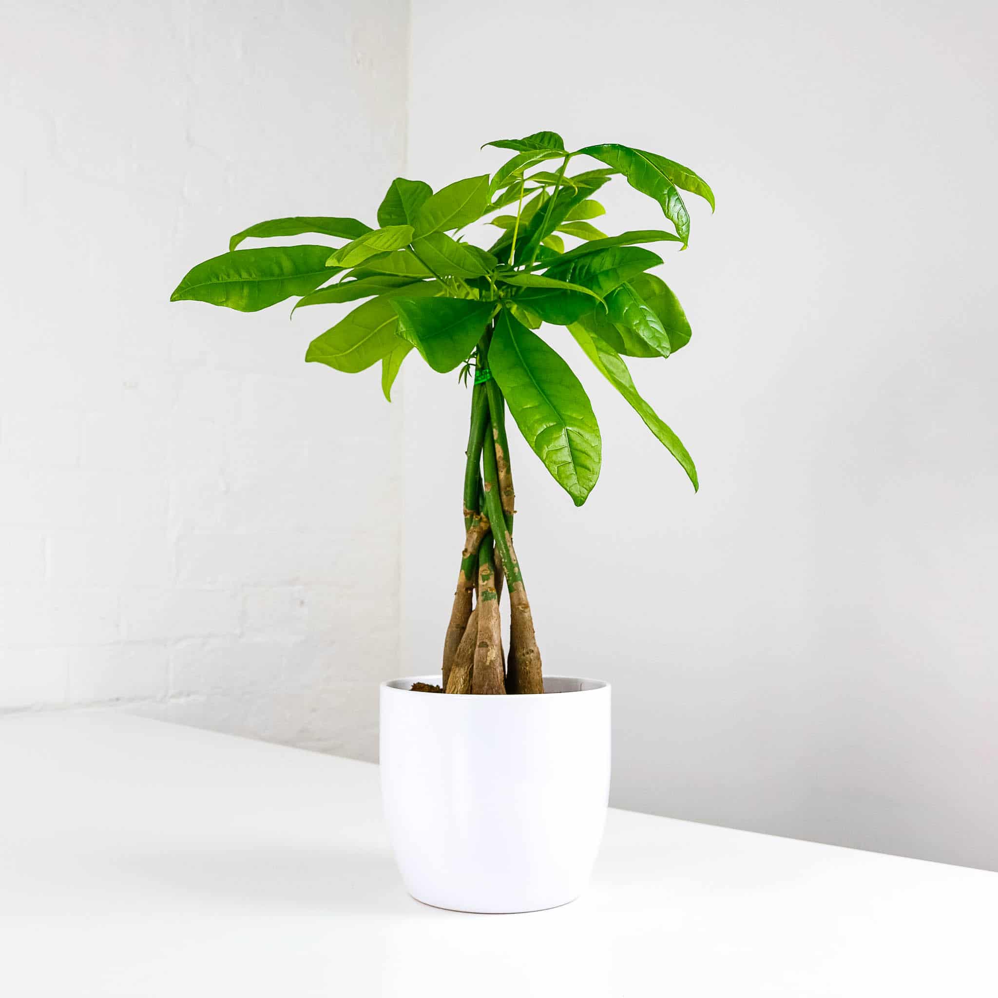 money tree and pot potted houseplant