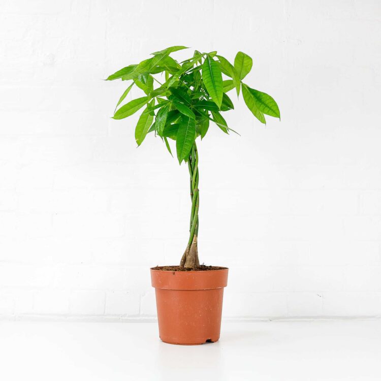 money tree pachira aquatica buy online