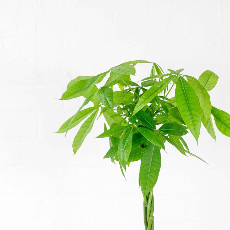 money tree pachira aquatica buy online