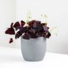 oxalis triangularis purple shamrock false