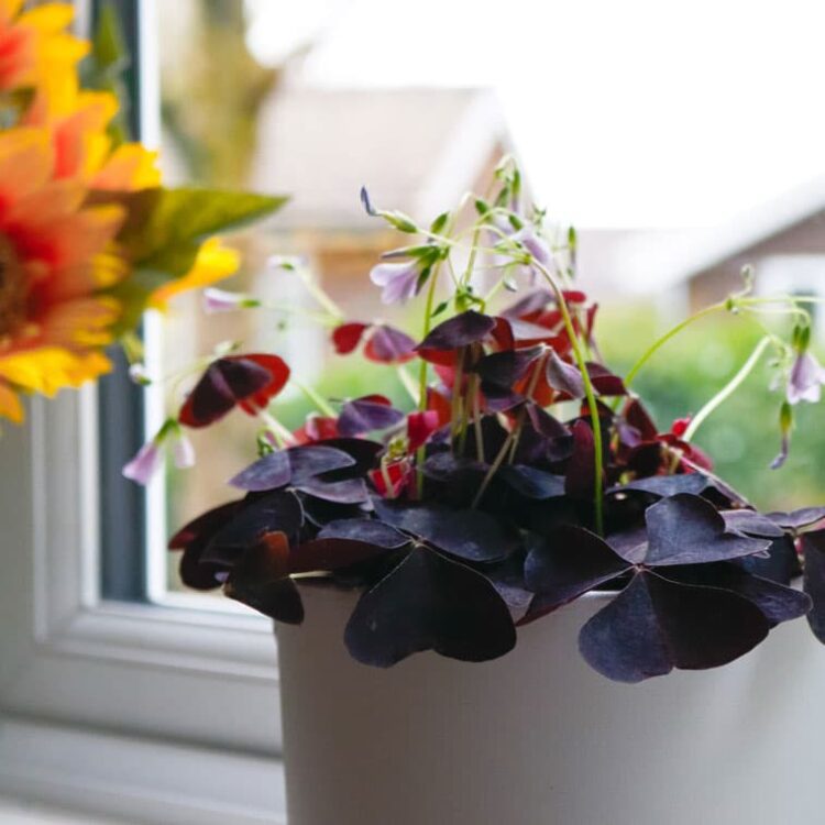 oxalis triangularis purple shamrock false