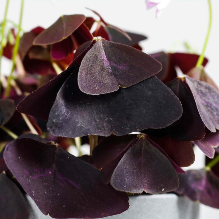 oxalis triangularis purple shamrock false