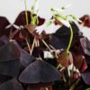 oxalis triangularis purple shamrock false