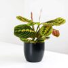 prayer plant and pot maranta potted houseplant