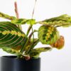 prayer plant and pot maranta potted houseplant