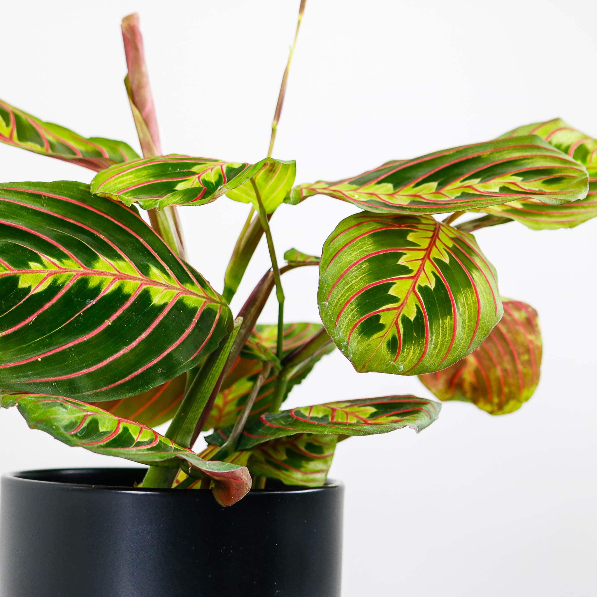 Prayer Plant & Pot | Buy Indoor Plants | UK Delivery