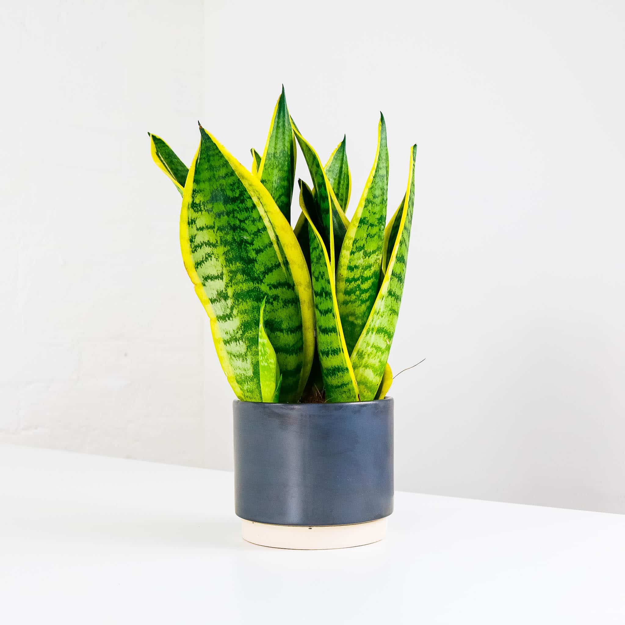 snake plant and pot potted houseplant