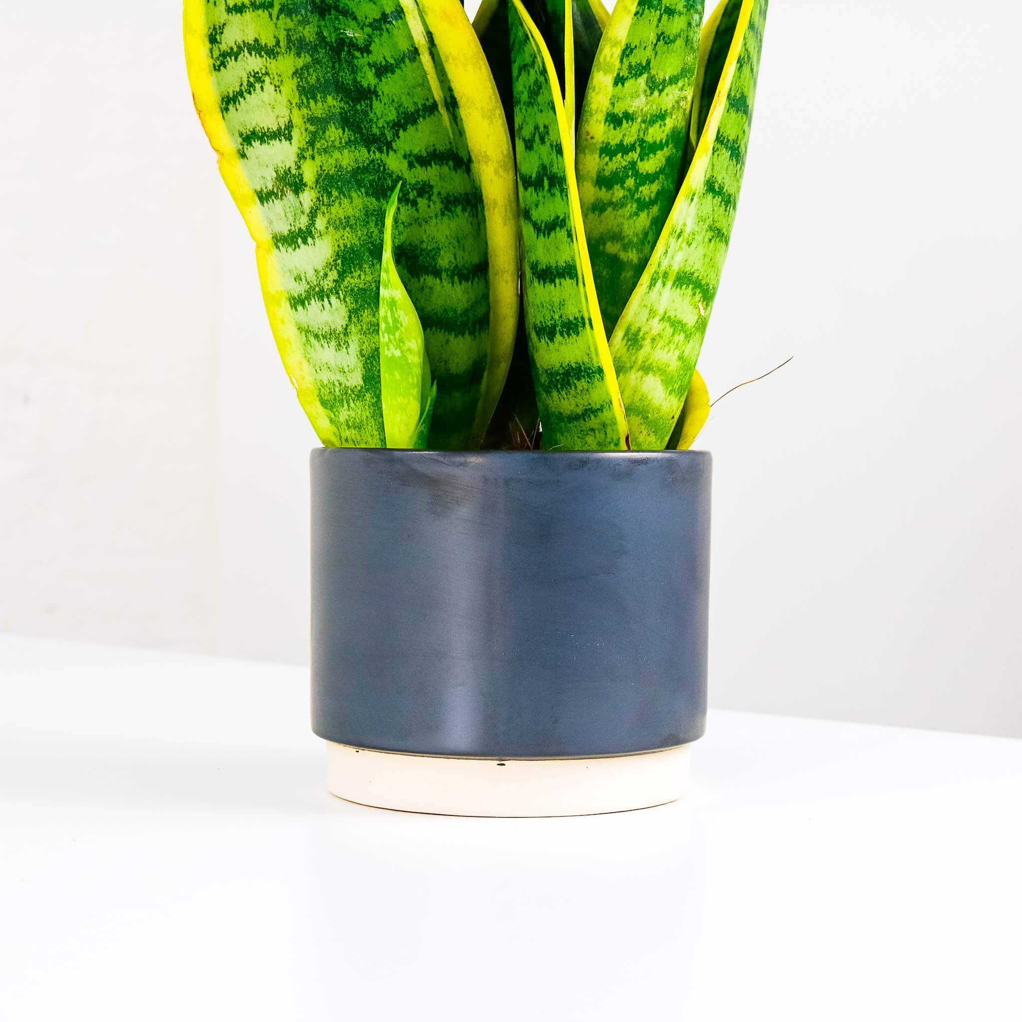 snake plant and pot potted houseplant