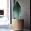 snake plant victoria snake plant victoria