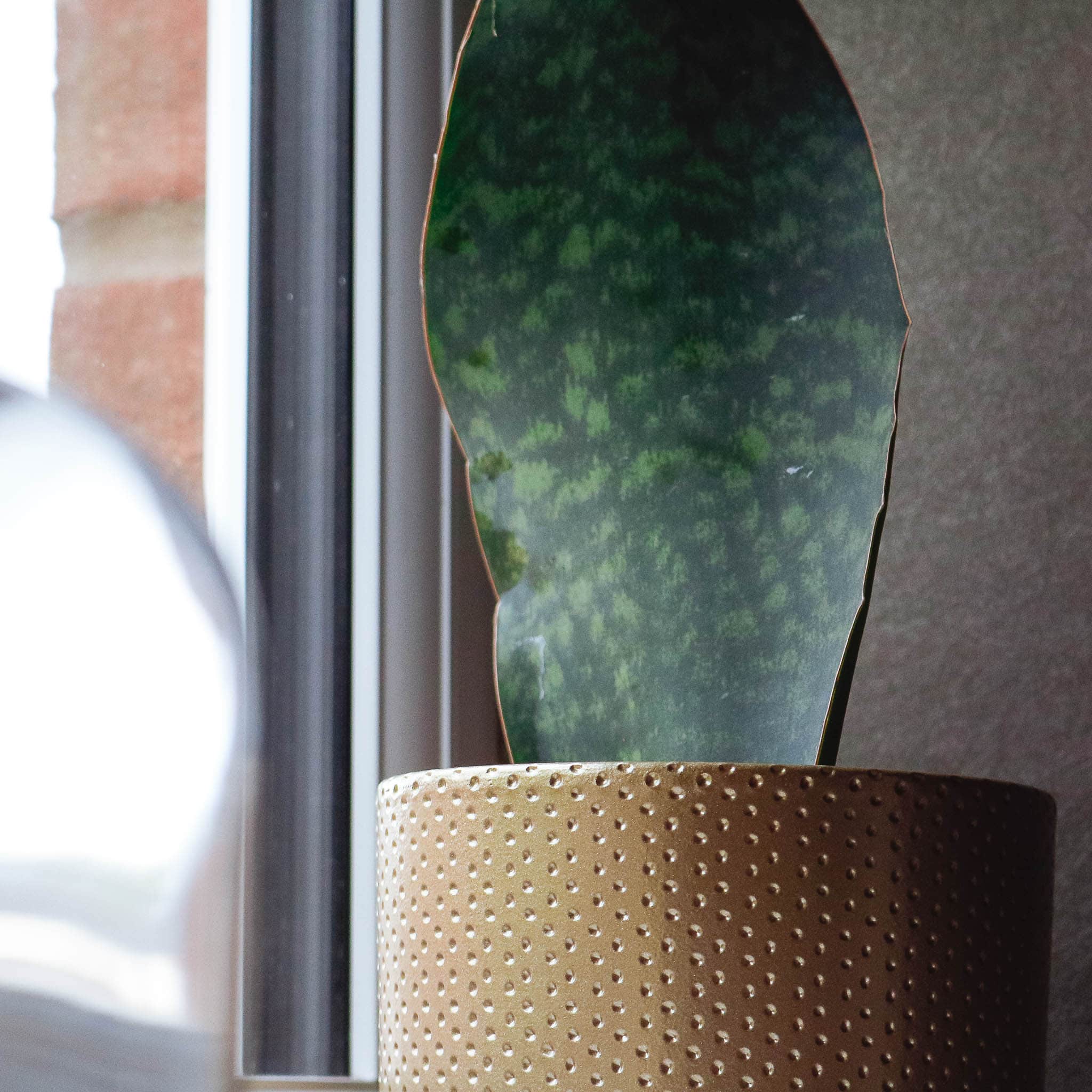 snake plant victoria