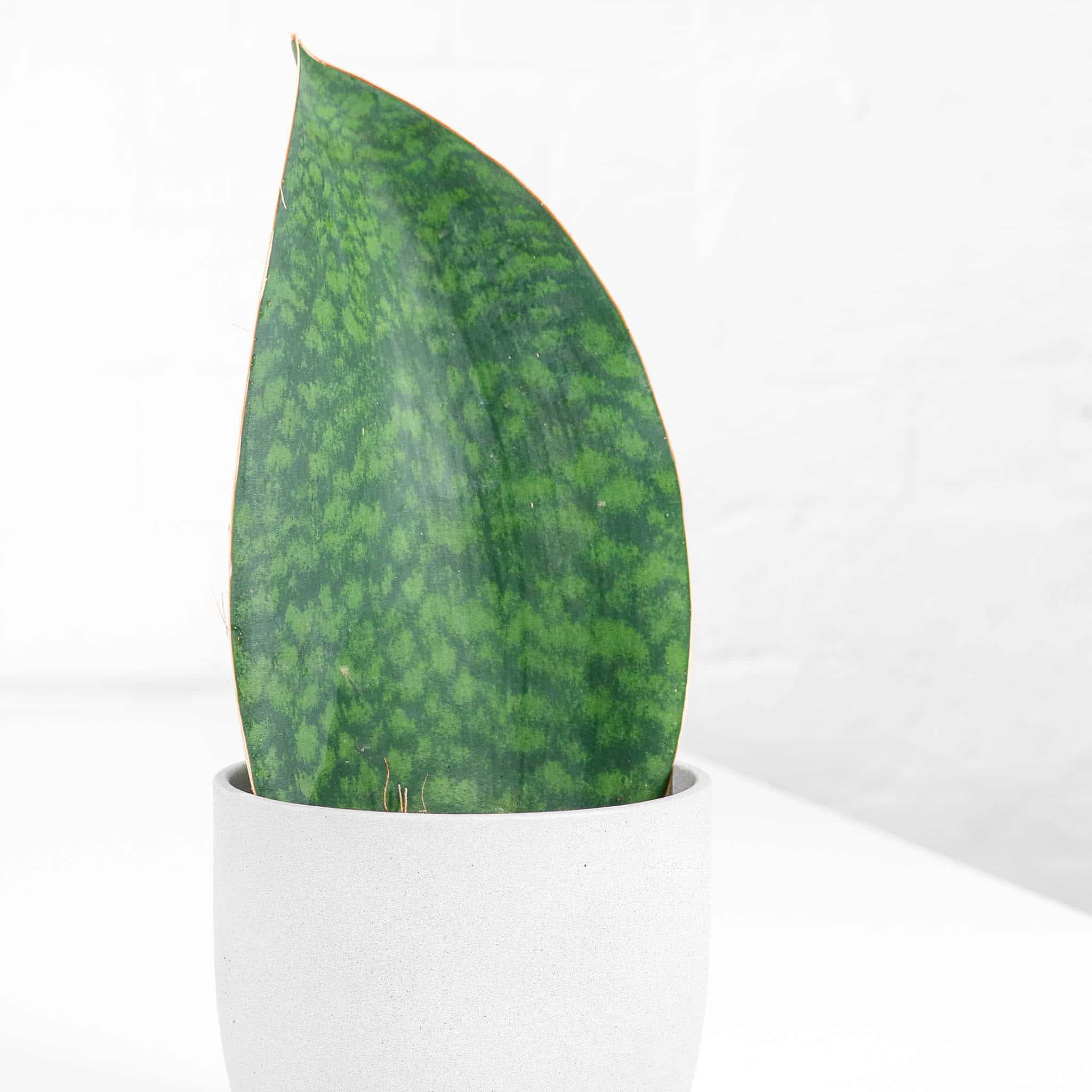 snake plant victoria