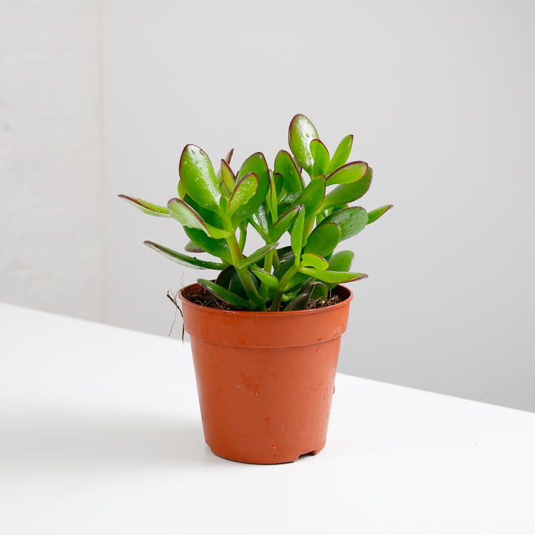 jade money plant crassula ovata-1 jade money plant crassula ovata