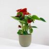 anthurium red houseplant indoor uk buy online anthurium red houseplant indoor uk buy online