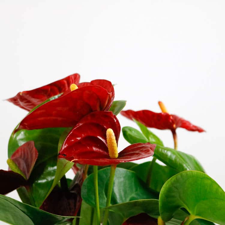 anthurium red houseplant indoor uk buy online