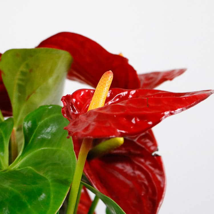 anthurium red houseplant indoor uk buy online