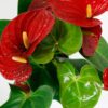 anthurium red houseplant indoor uk buy online