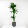 dracaena fragrans janet craig dracaena fragrans janet craig