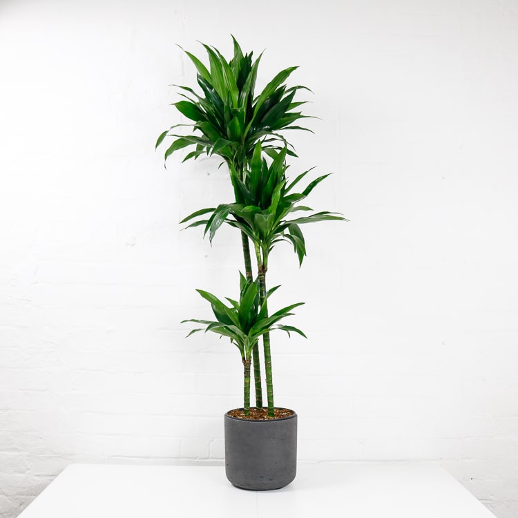 dracaena fragrans janet craig dracaena fragrans janet craig