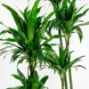 dracaena fragrans janet craig