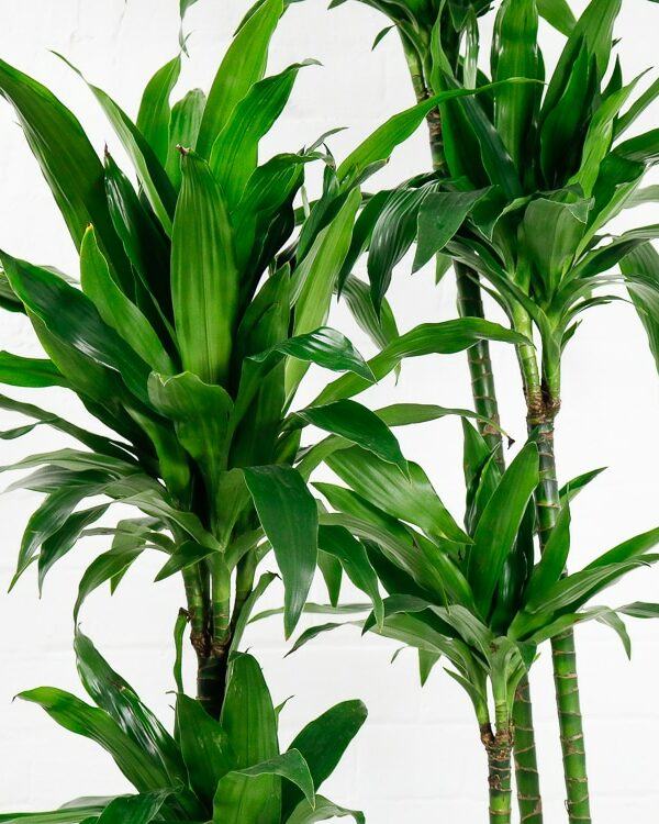 Buy Indoor Plants & Houseplants Online OxyPlants UK