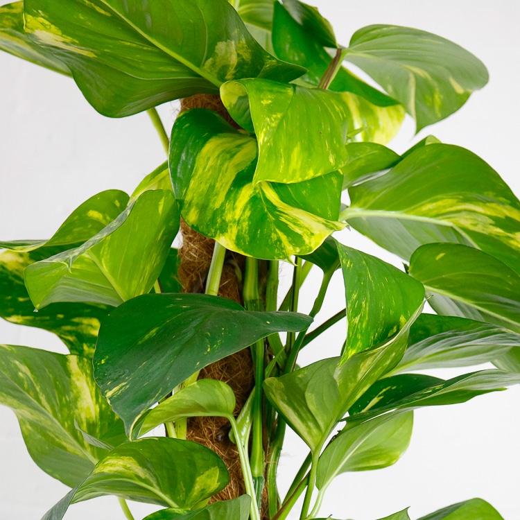 large devils ivy on moss pole golden pothos