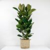 large rubber plant ficus elastica