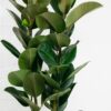 large rubber plant ficus elastica-3 large rubber plant ficus elastica