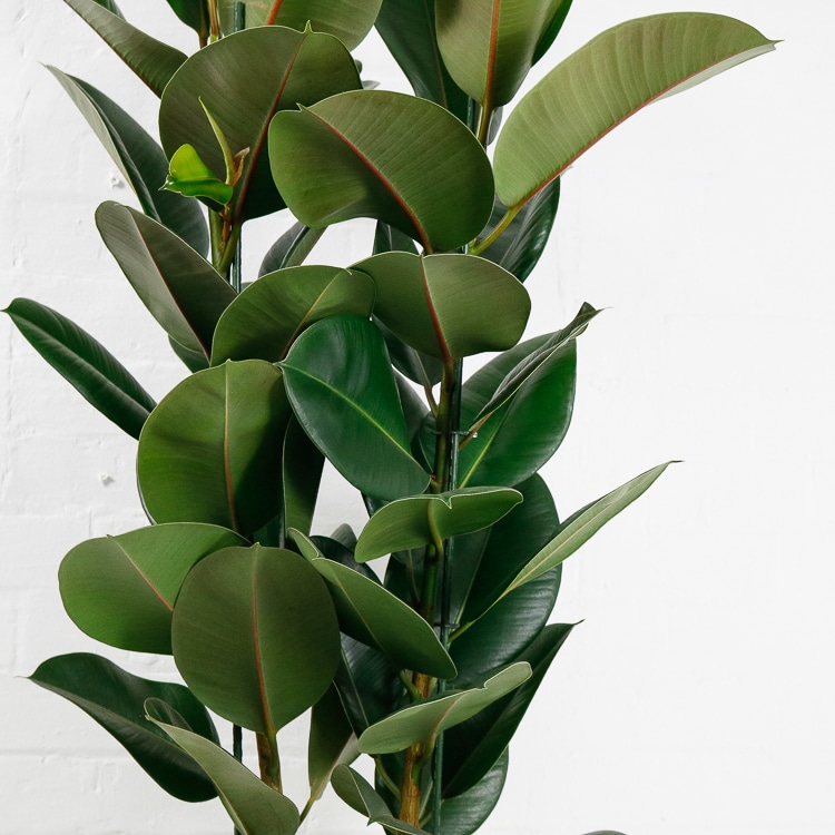 large rubber plant ficus elastica-3 large rubber plant ficus elastica