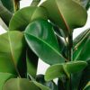 large rubber plant ficus elastica-4 large rubber plant ficus elastica