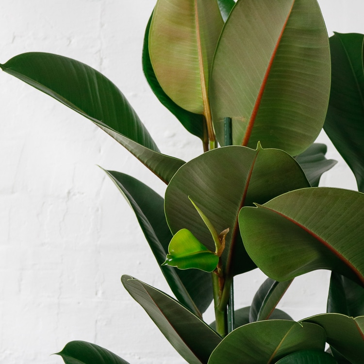 large rubber plant ficus elastica-6 large rubber plant ficus elastica