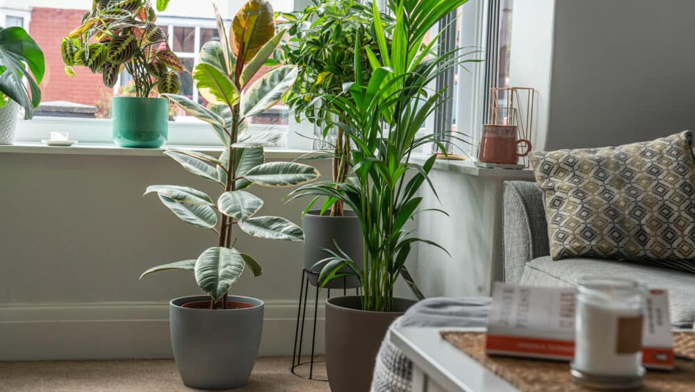 5 Tips for Propagating Your Houseplant Plantcare Guide UK