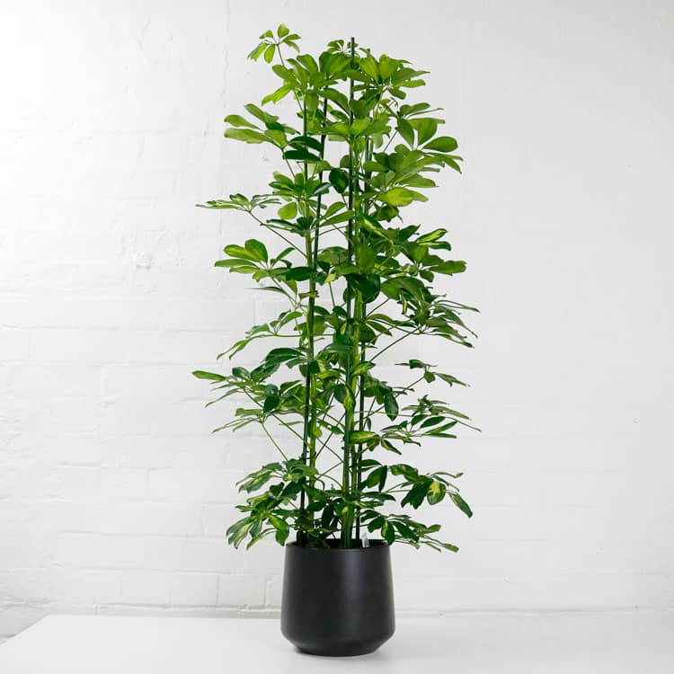 umbrella plant schefflera aboricola