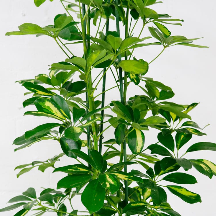 umbrella plant schefflera aboricola