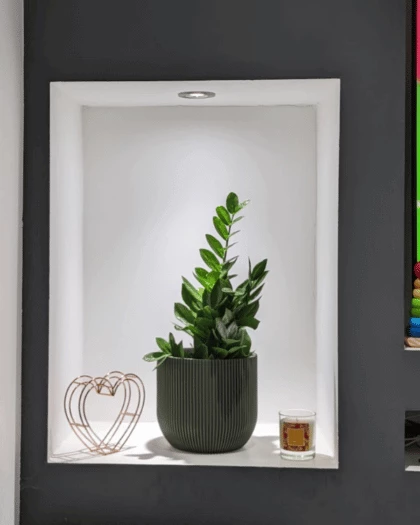ZZ-Plant-Green-Pot