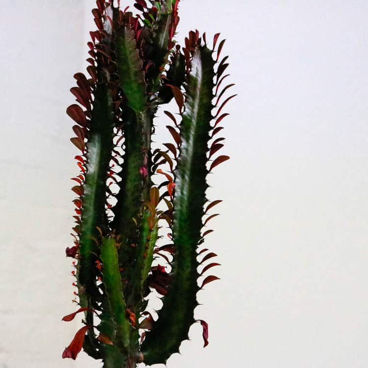 african milk tree cactus euphorbia trigona