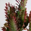 african milk tree cactus euphorbia trigona buy online