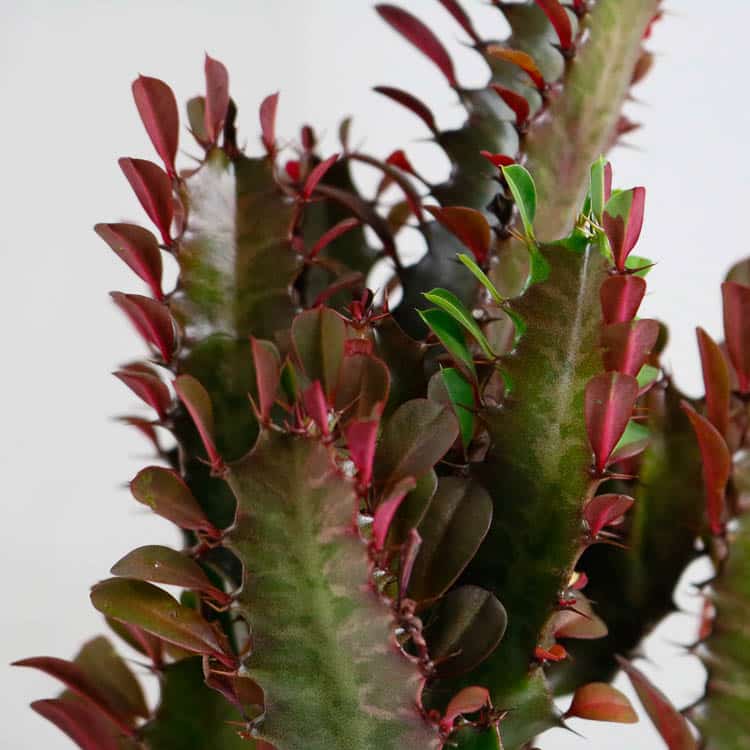 african milk tree cactus euphorbia trigona buy online