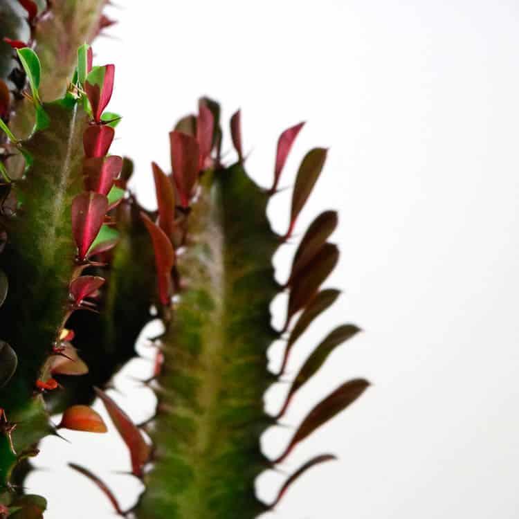 african milk tree cactus euphorbia trigona buy online