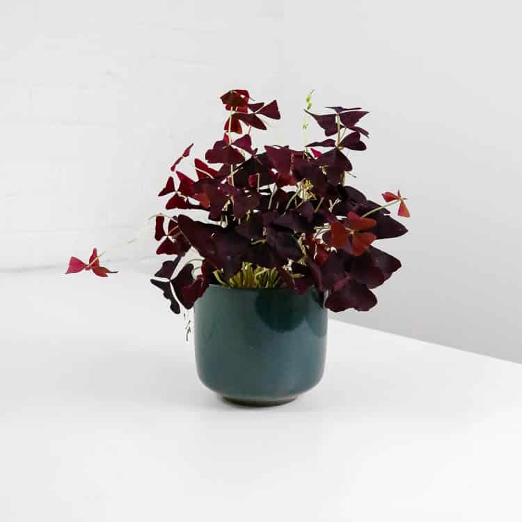oxalis and pot-2